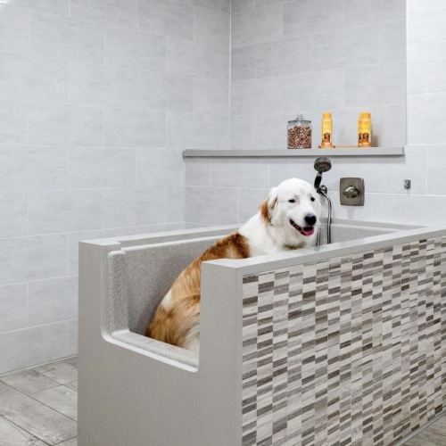 a dog sitting in a shower